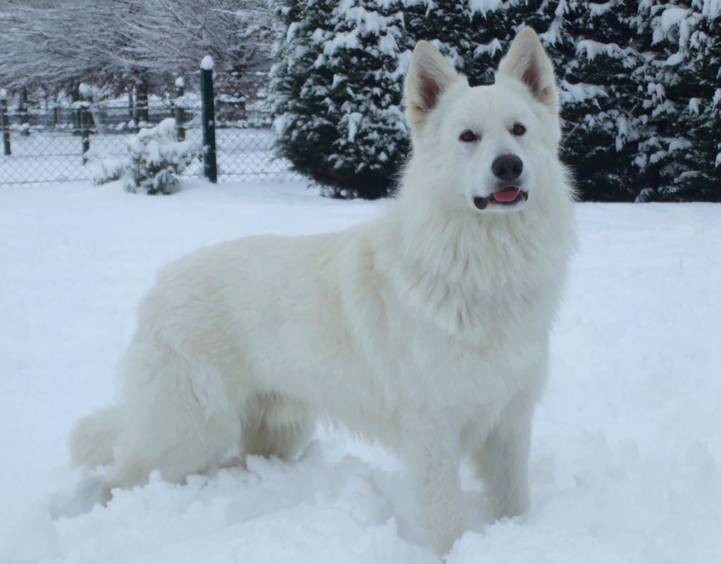 El wolf Du domaine du haut quesnay