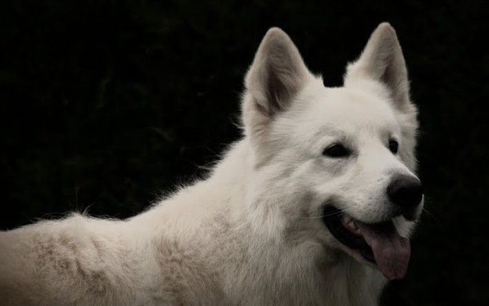 El wolf Du domaine du haut quesnay