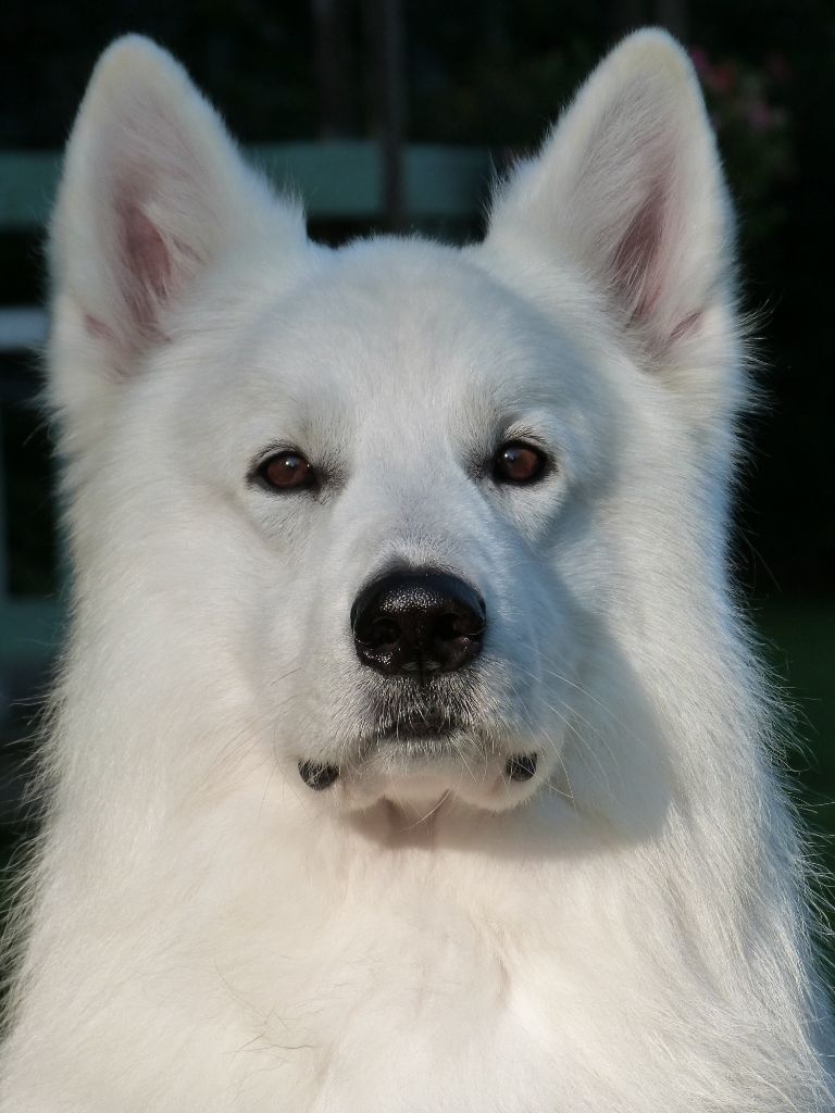 El wolf Du domaine du haut quesnay