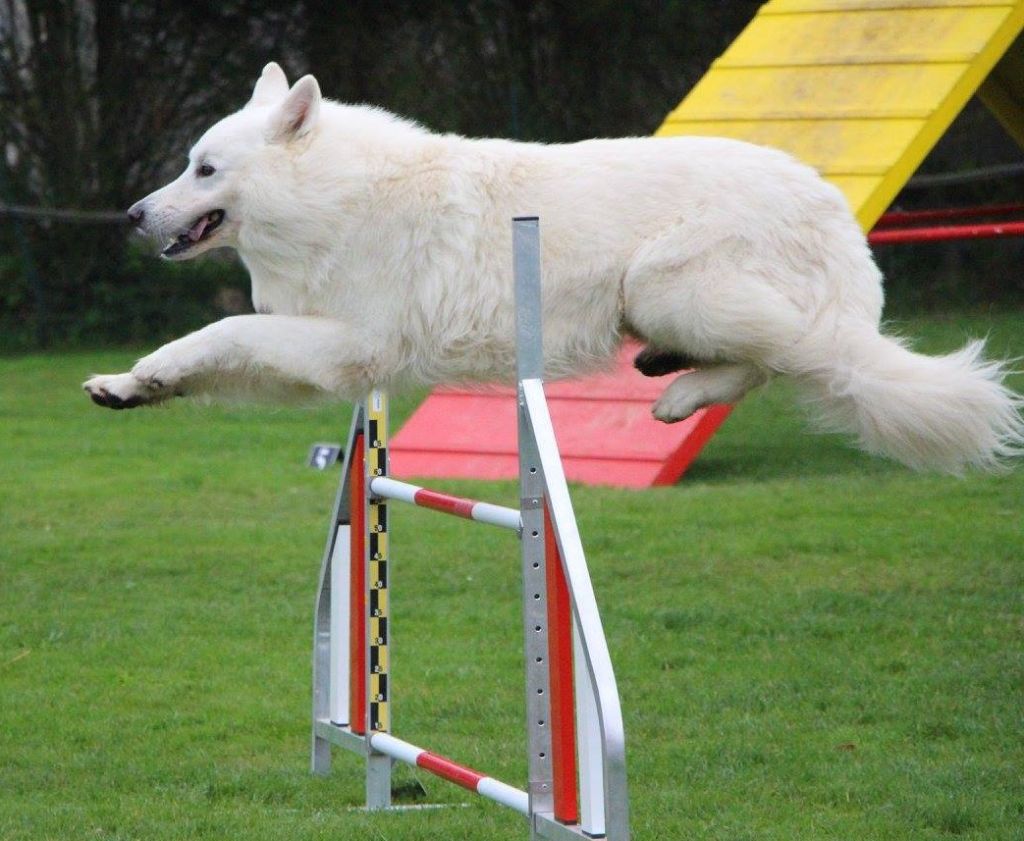 El wolf Du domaine du haut quesnay