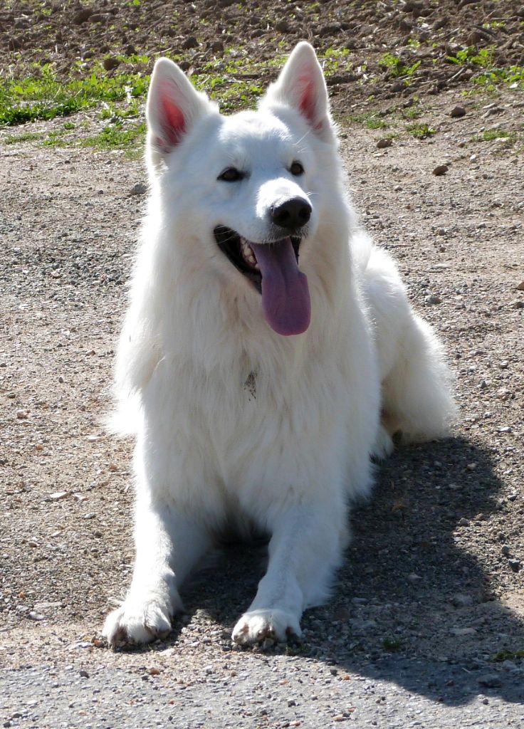 El wolf Du domaine du haut quesnay