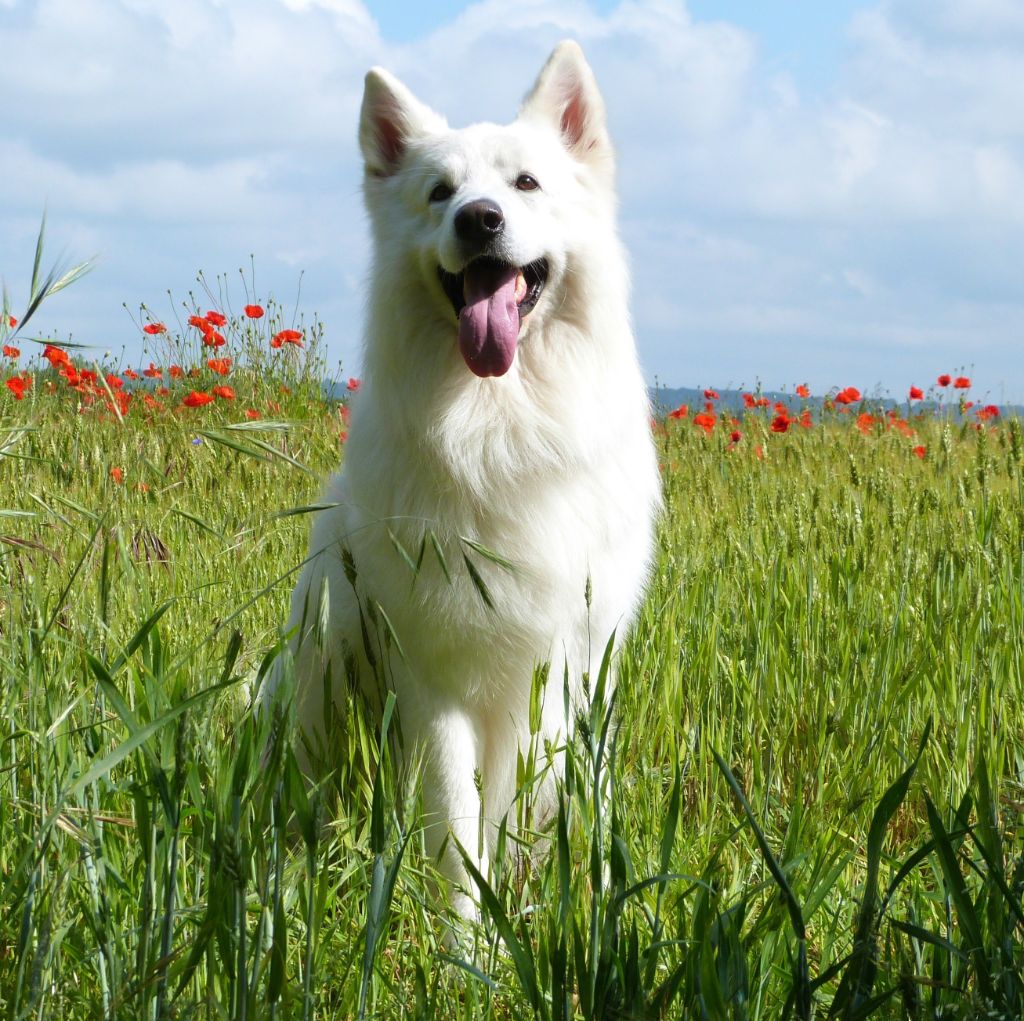 El wolf Du domaine du haut quesnay